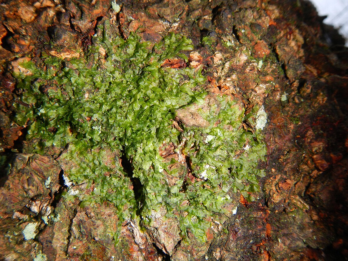 Metzgeria furcata
