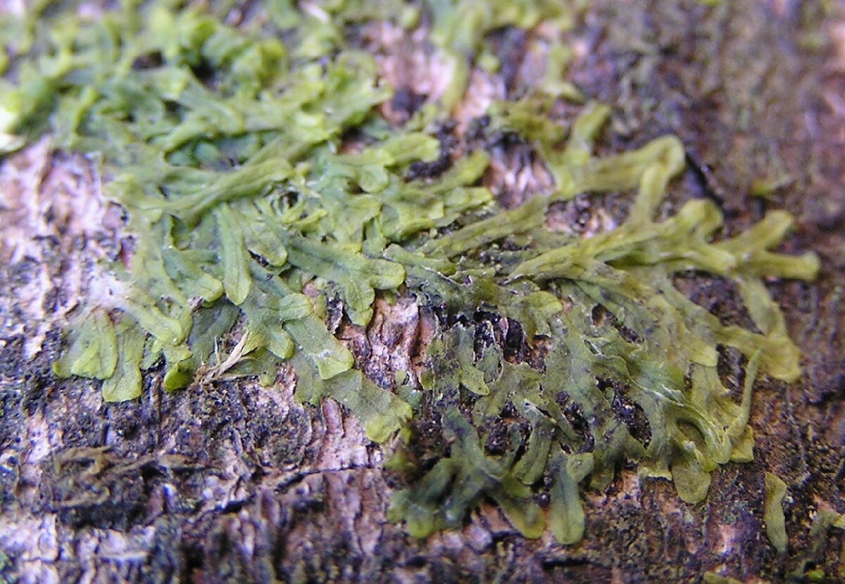 Metzgeria hamata