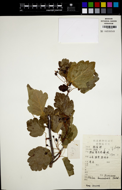 Malus honanensis