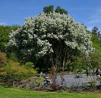 Malus hupehensis