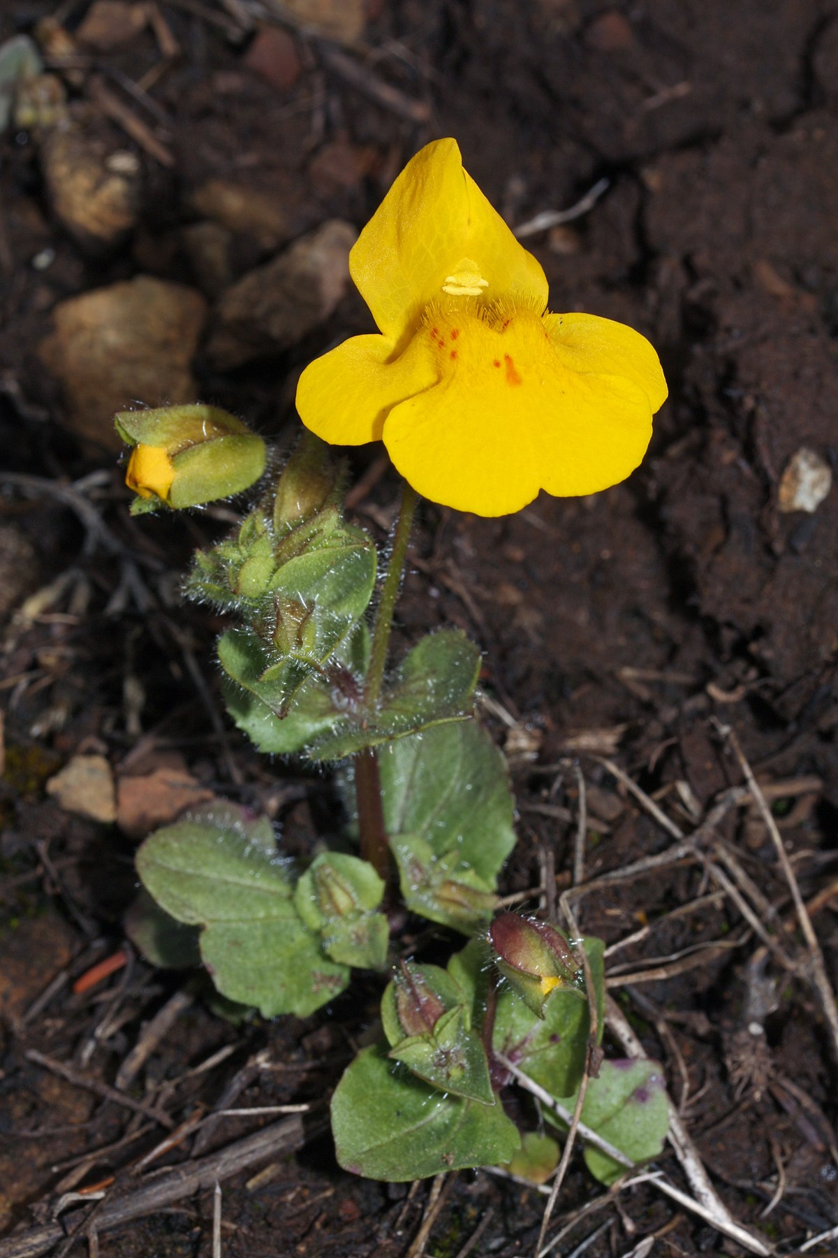 Mimulus guttatus