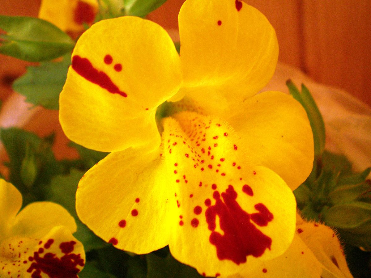 Mimulus luteus