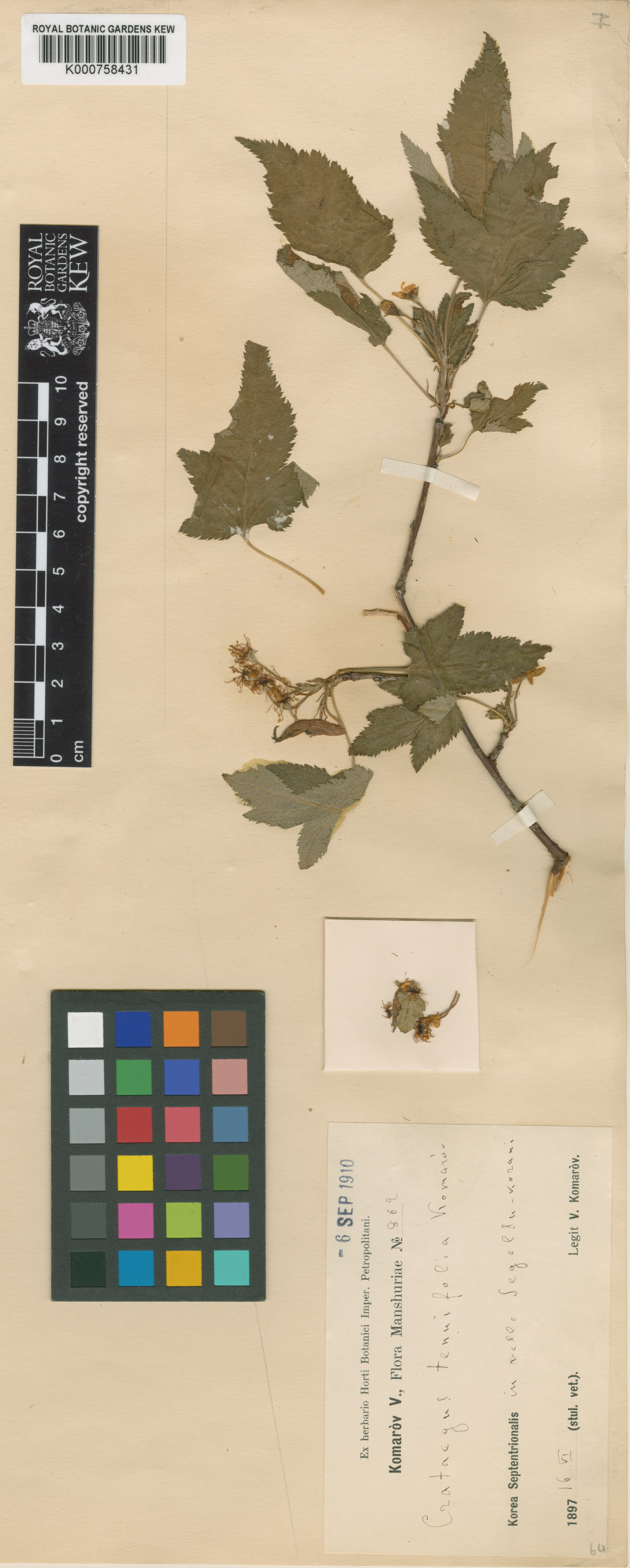 Malus komarovii