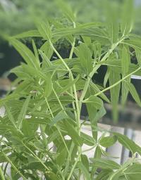 Mentha longifolia
