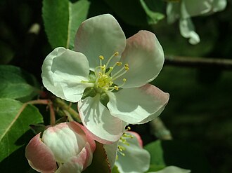 Malus mandshurica