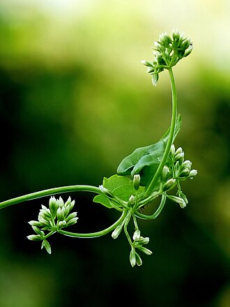 Mikania micrantha