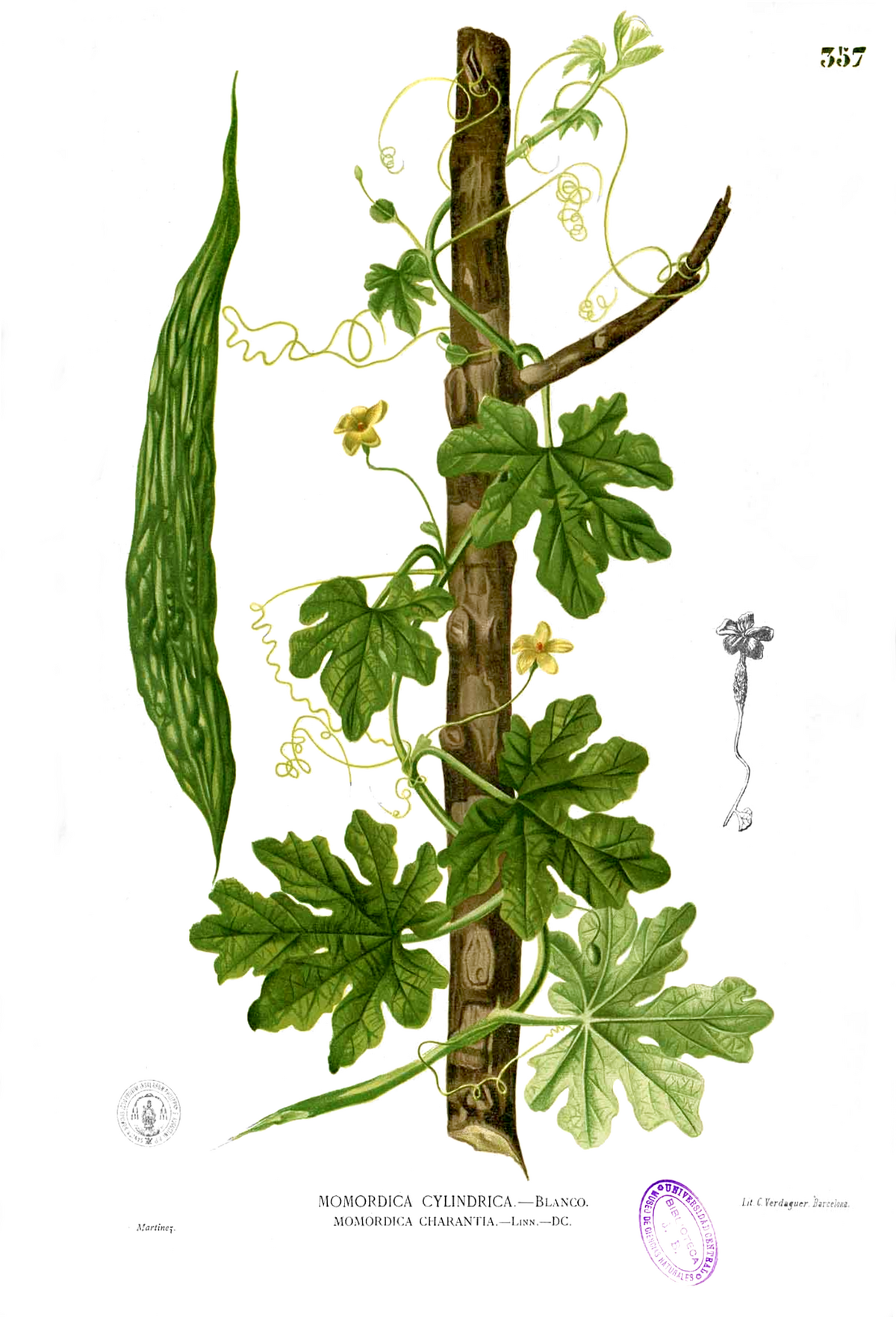 Momordica charantia