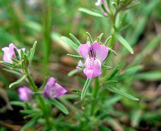 Misopates orontium