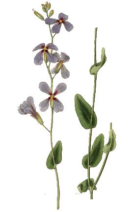 Moricandia sinaica