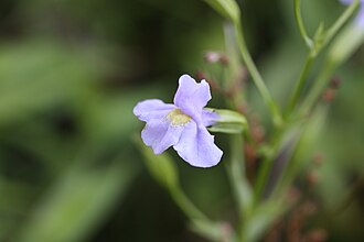 Mimulus parishii v2.0