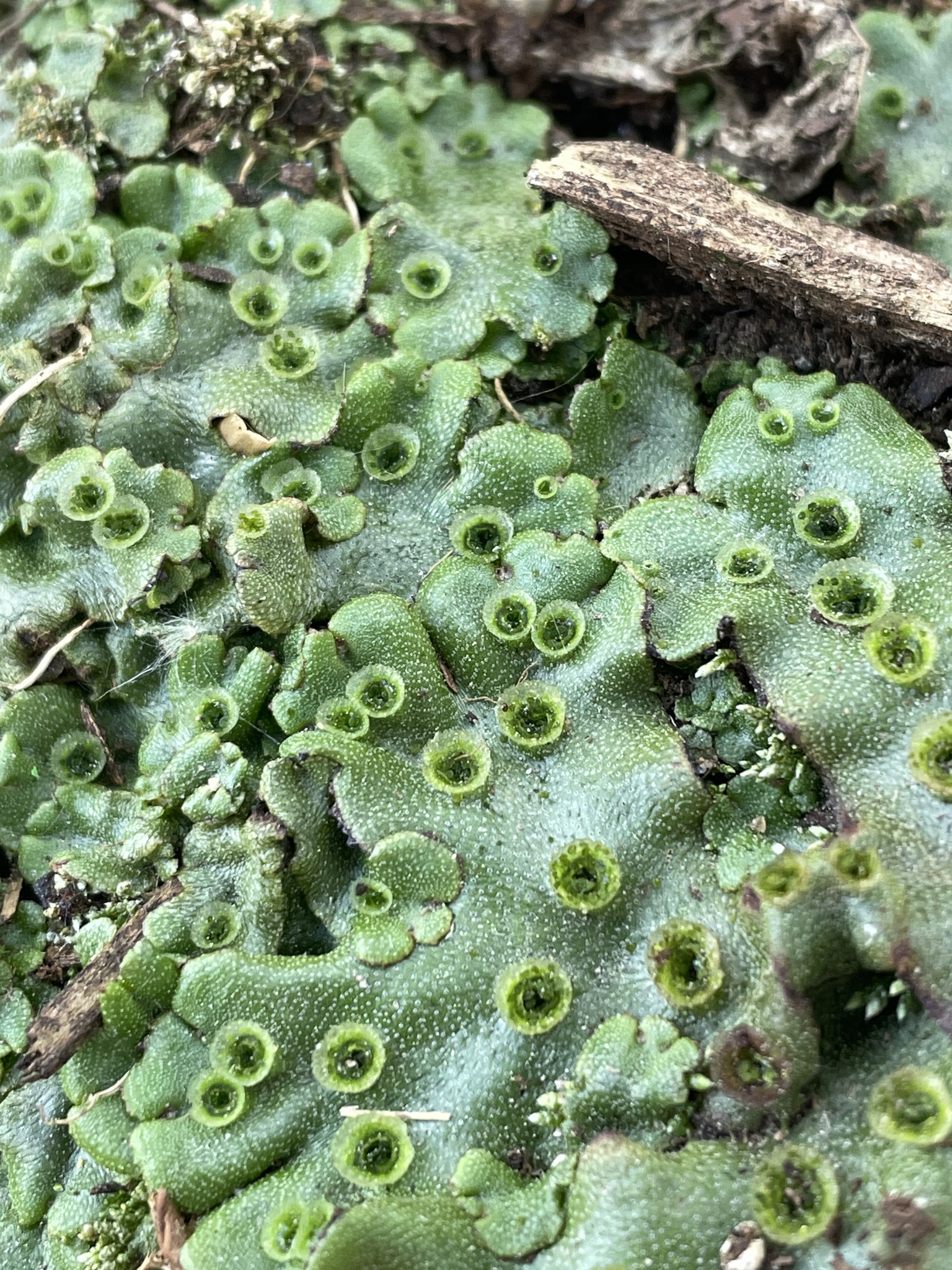 Marchantia polymorpha