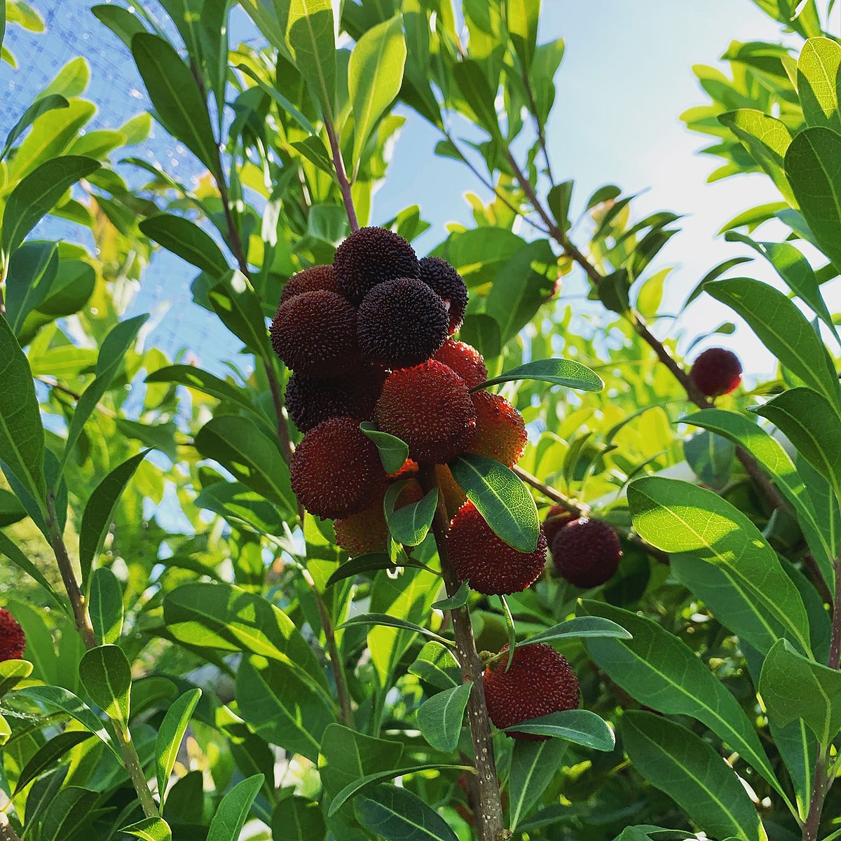 Myrica rubra Zaojia