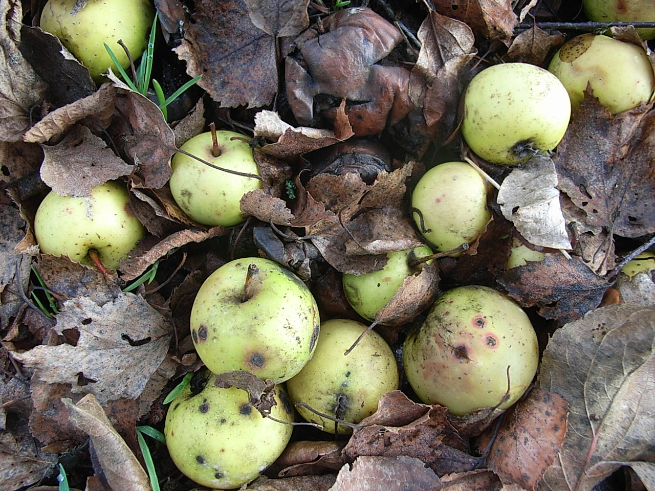 Malus sylvestris