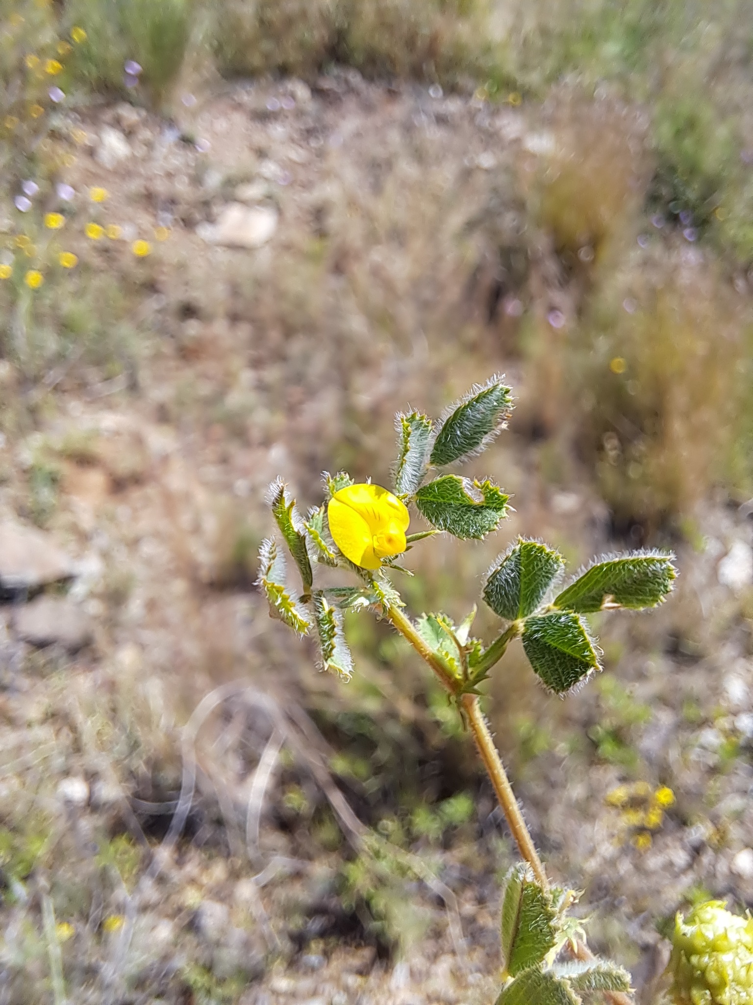 Medicago truncatula A17