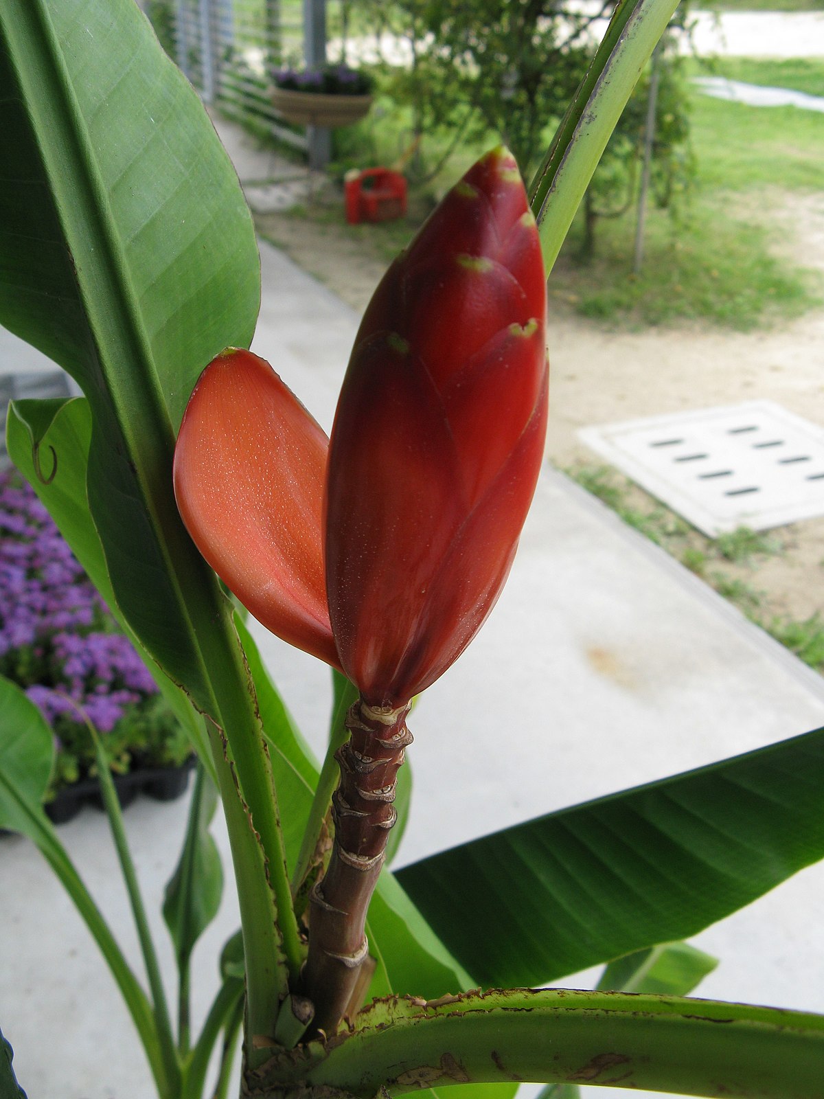 Musa beccarii