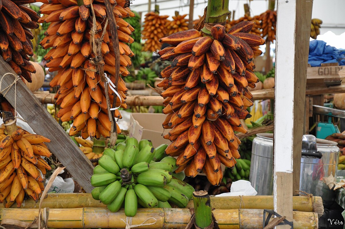 Musa troglodytarum