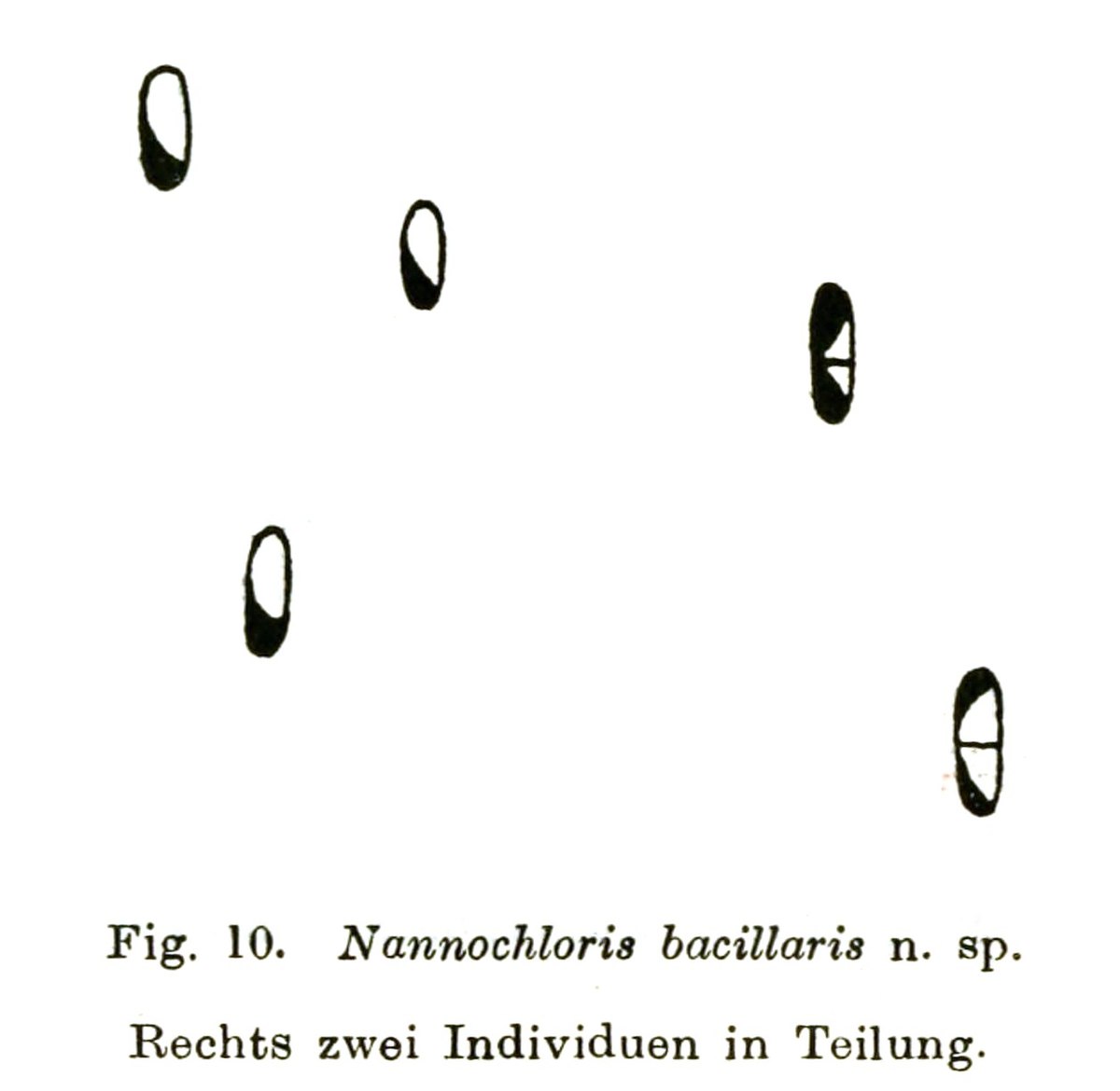 Nannochloris desiccata