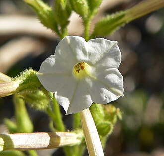 Nicotiana attenuata