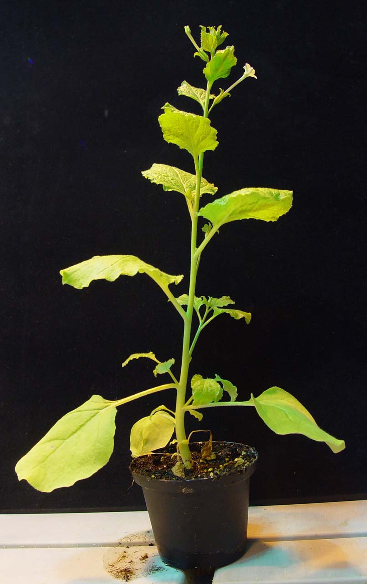 Nicotiana benthamiana NbT2T