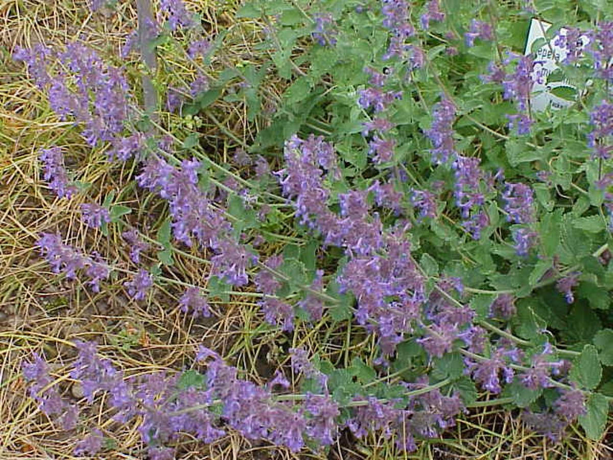 Nepeta racemosa
