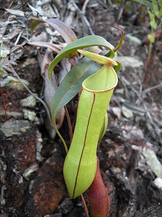 Nepenthes gracilis