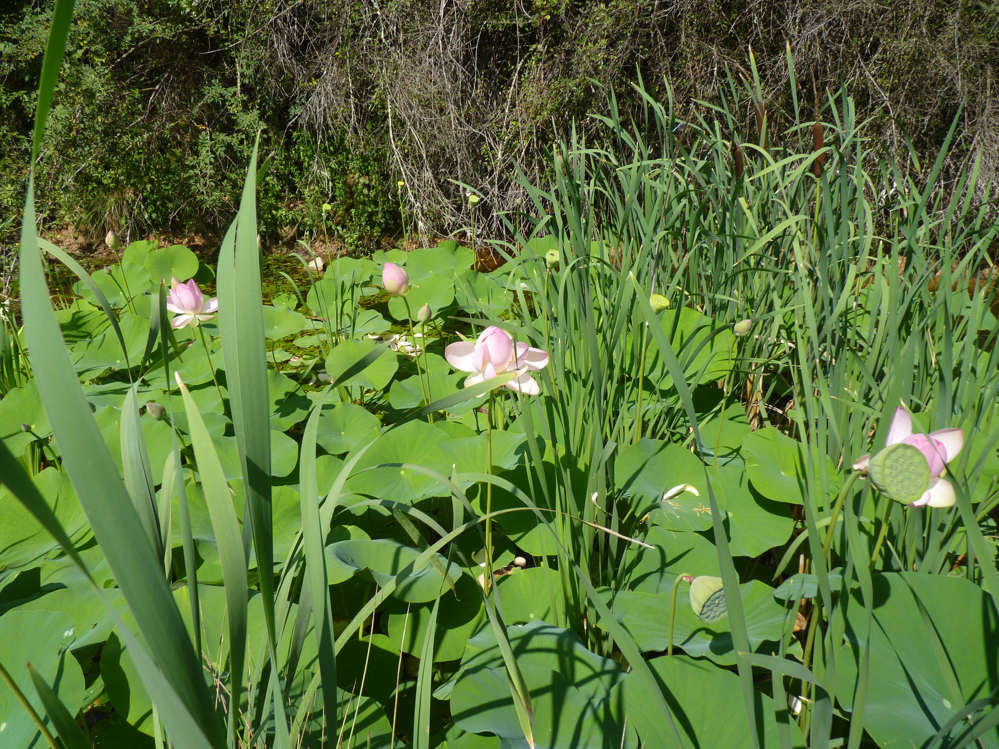 Nelumbo nucifera