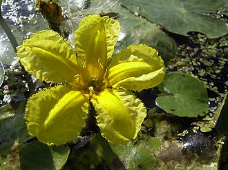 Nymphoides peltata