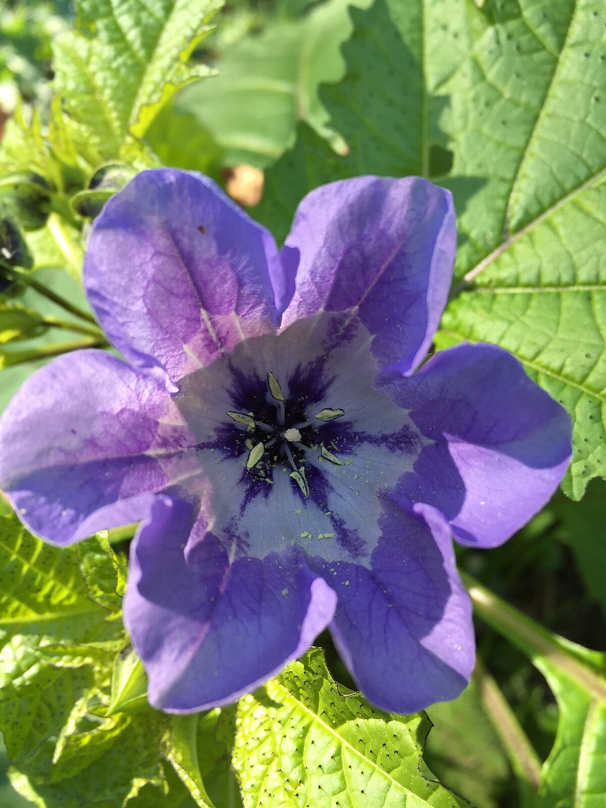 Nicandra physalodes