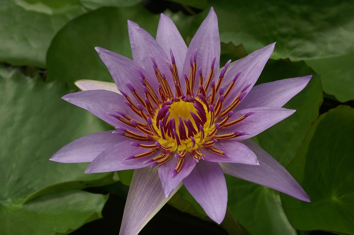 Nymphaea colorata