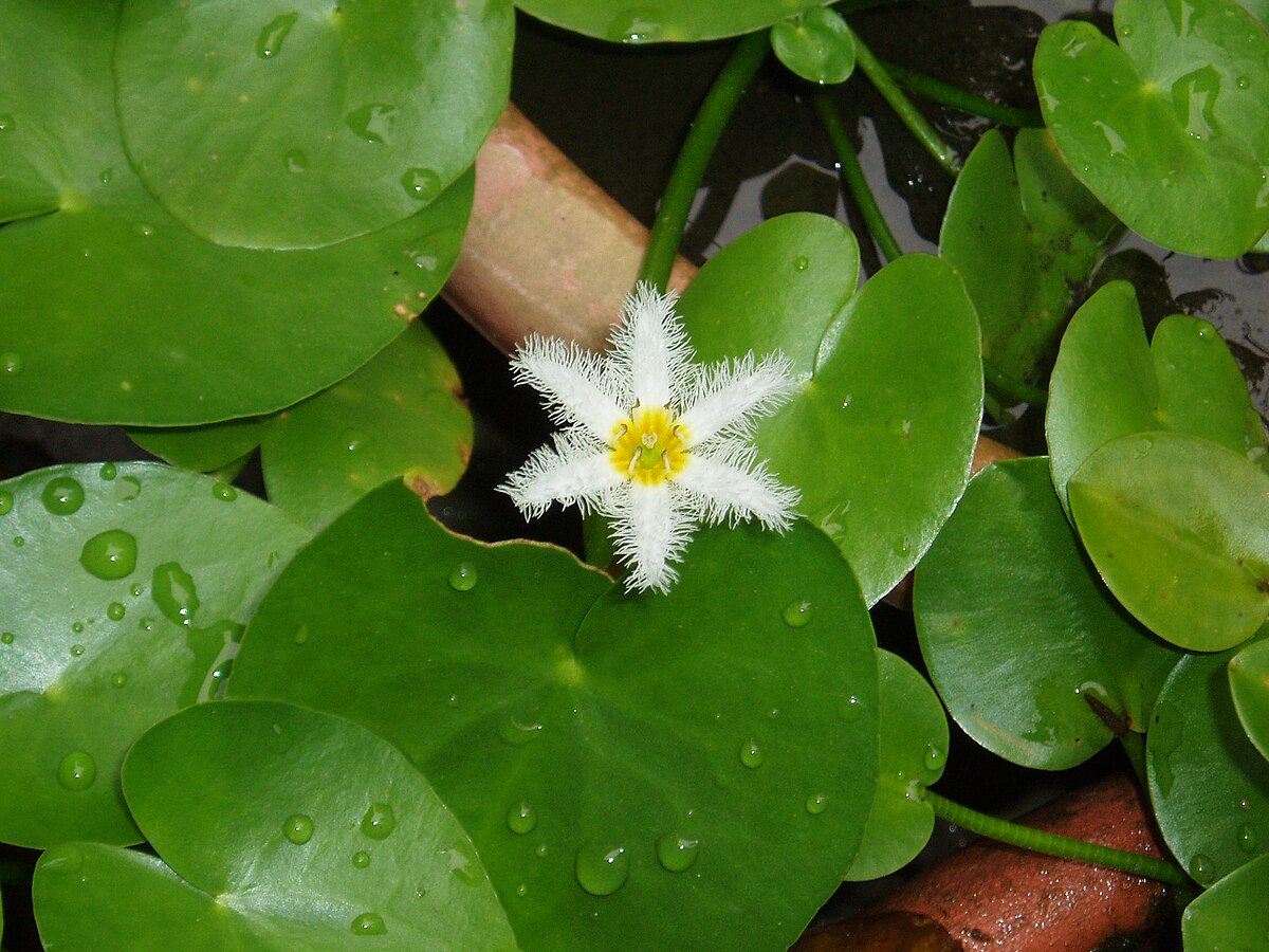 Nymphoides indica