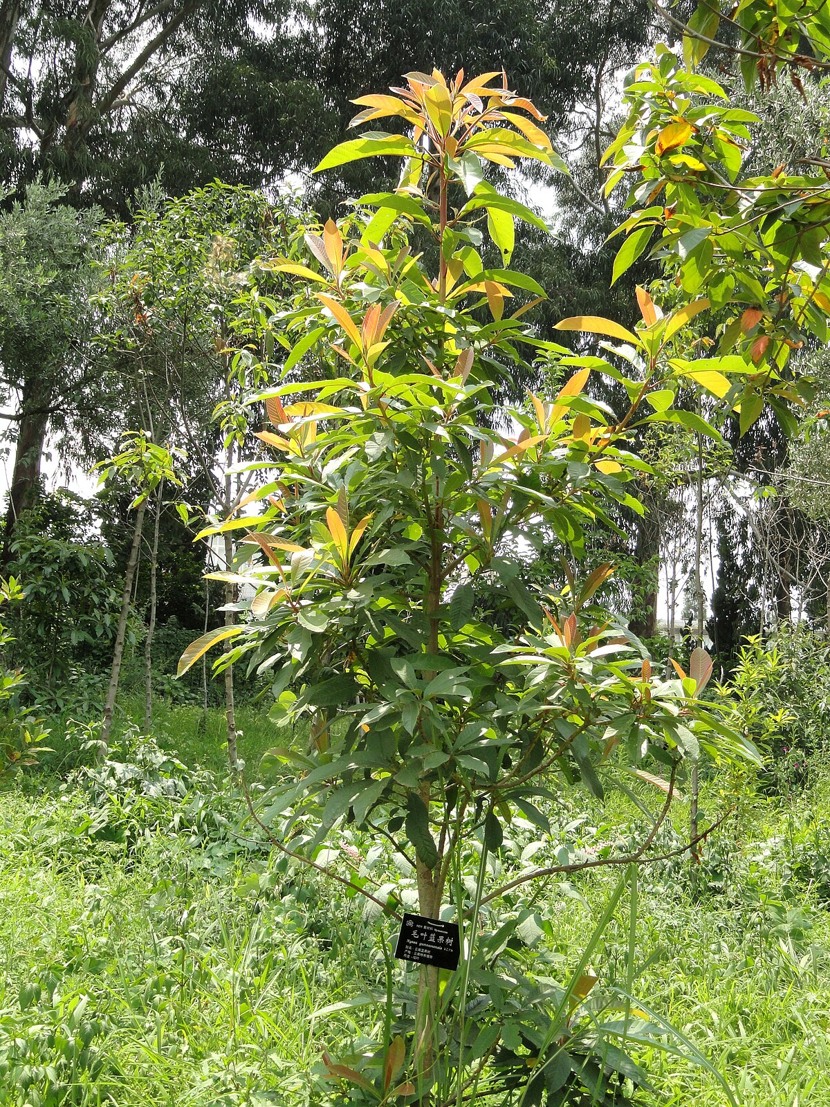 Nyssa yunnanensis