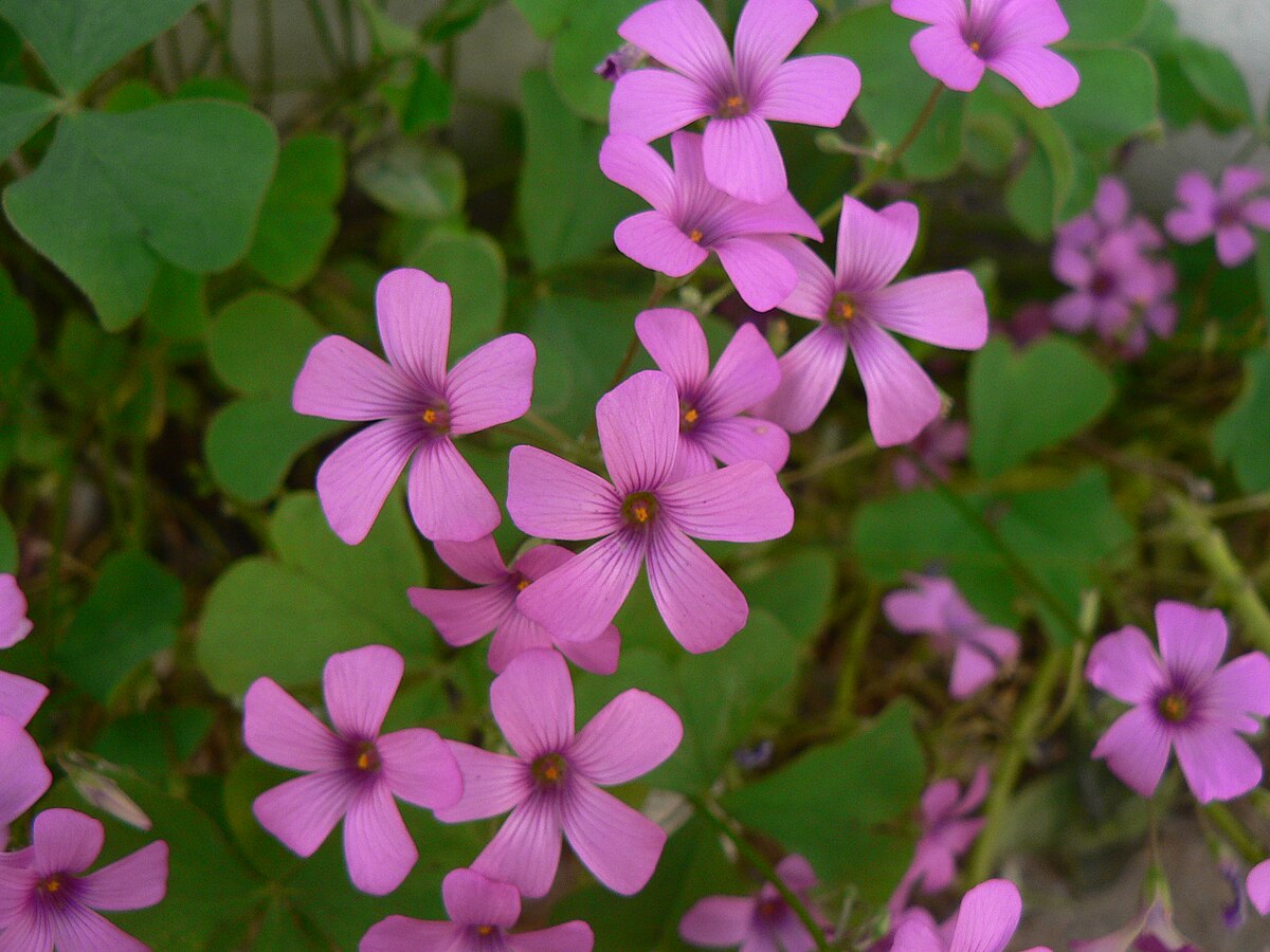 Oxalis articulata