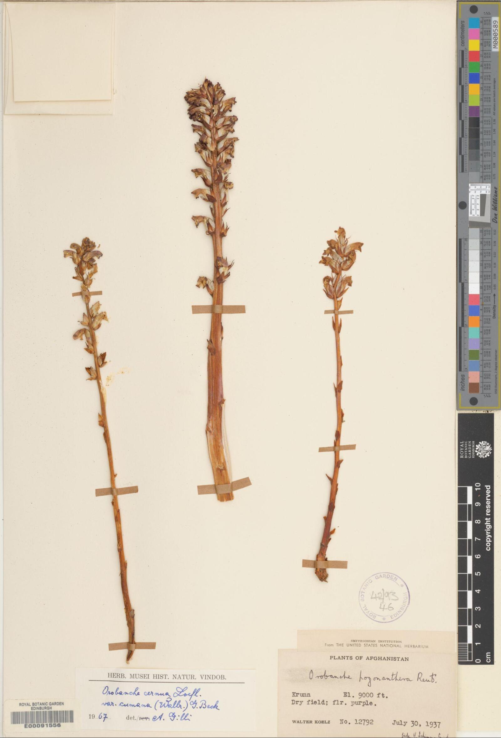Orobanche cernua var. cumana