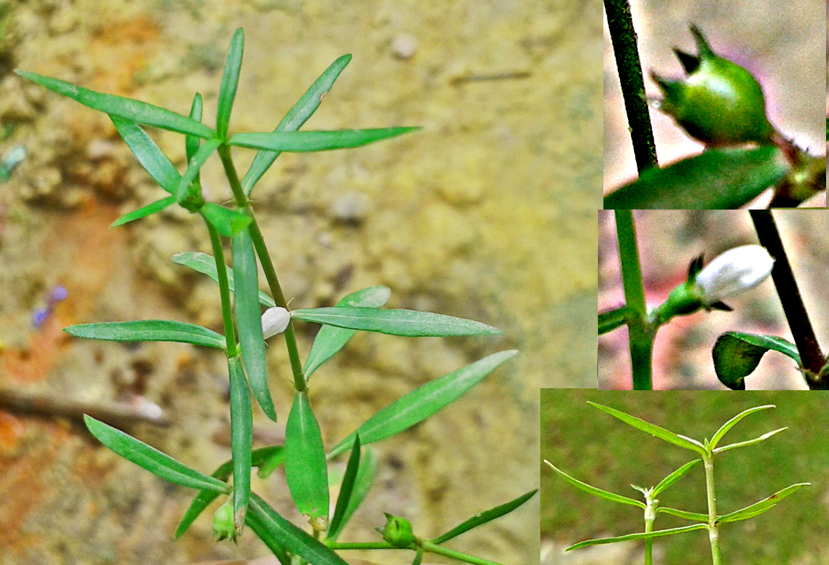 Oldenlandia diffusa