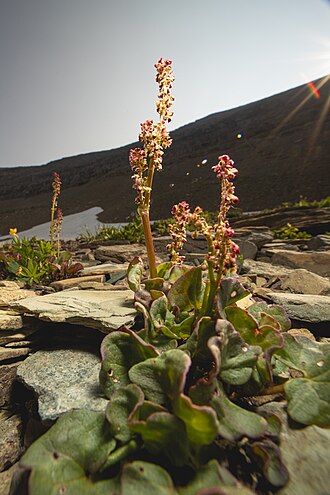 Oxyria digyna