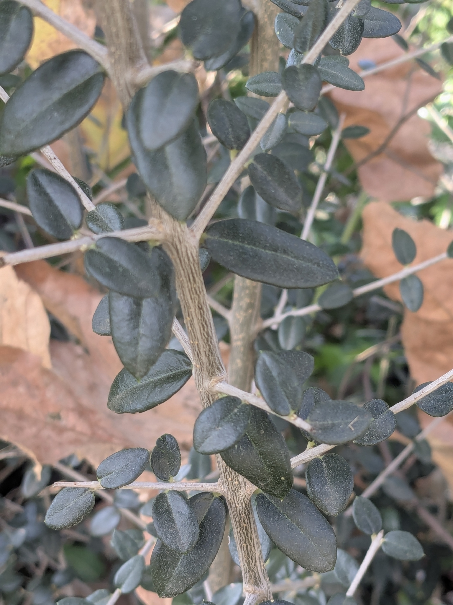Olea europaea Leccino