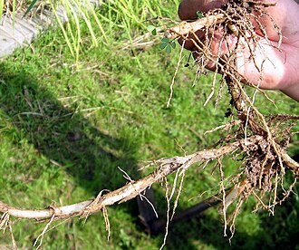 Oryza longistaminata