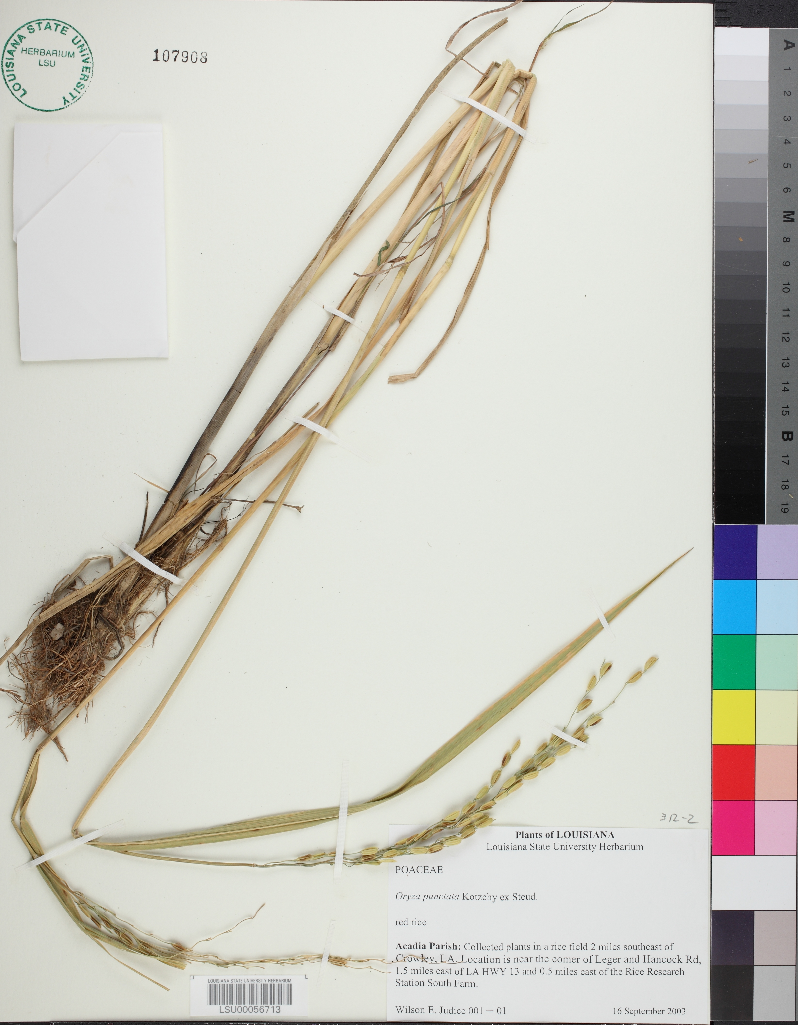 Oryza punctata