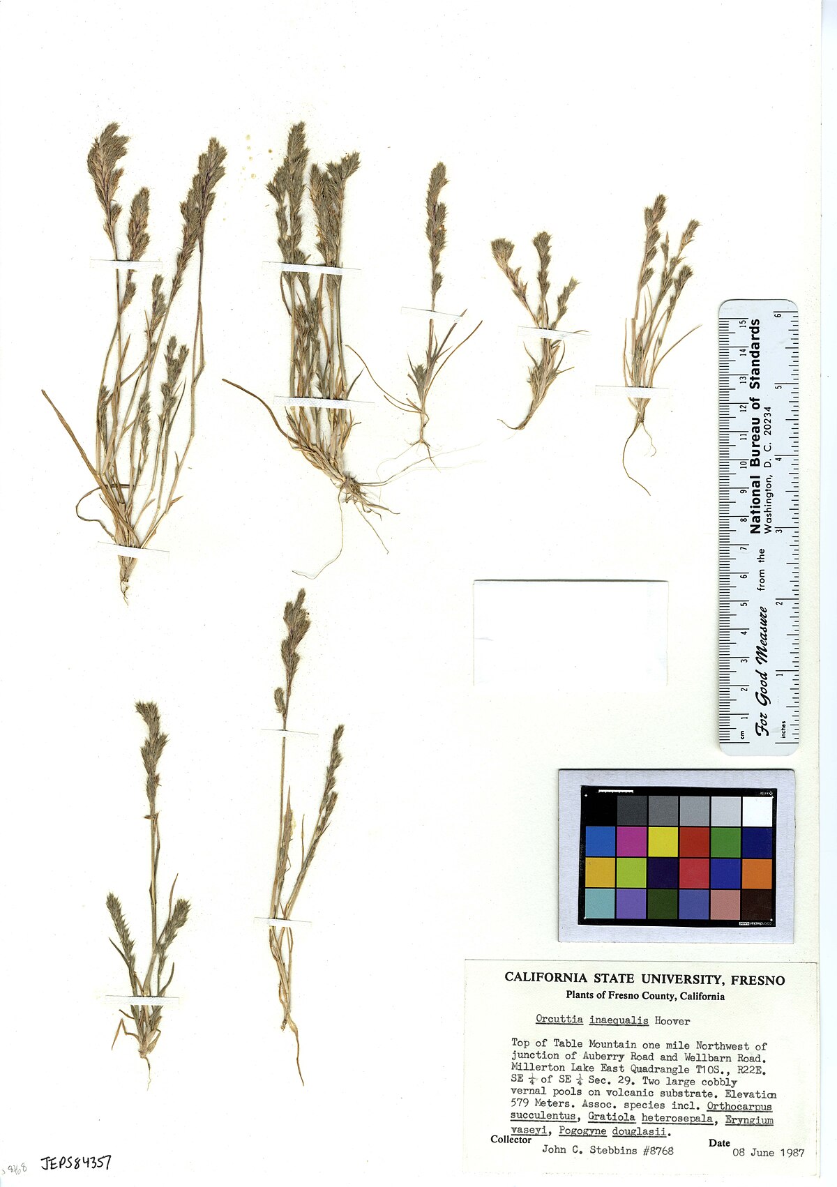 Orcuttia inaequalis