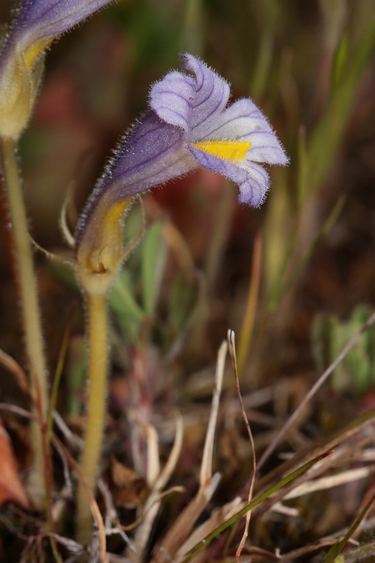 Orobanche cumana