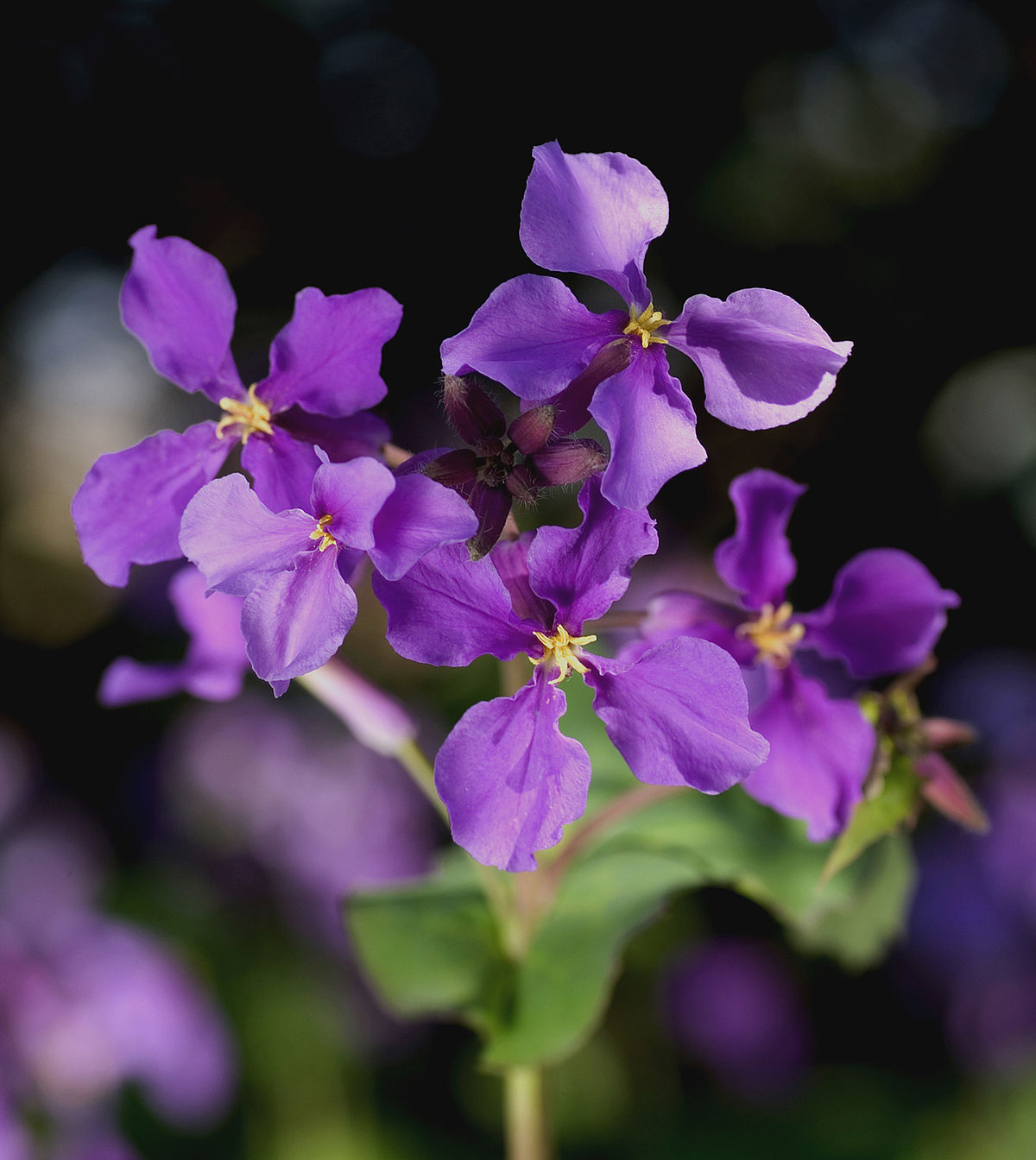 Orychophragmus violaceus