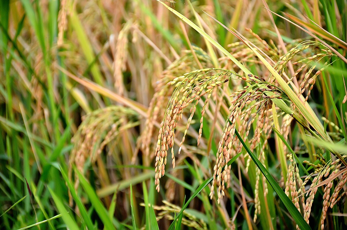 Oryza sativa Nipponbare (alt.)
