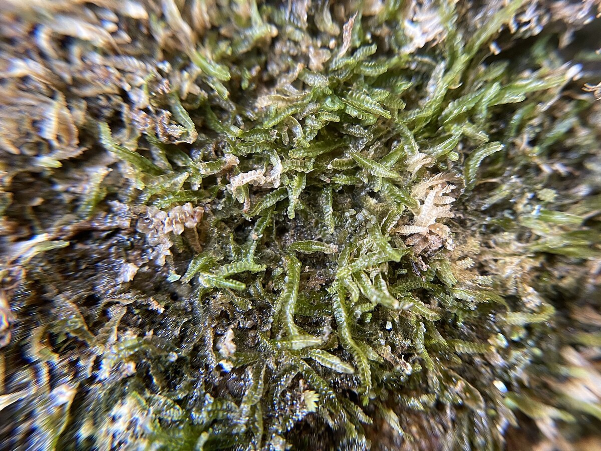 Odontoschisma sphagni