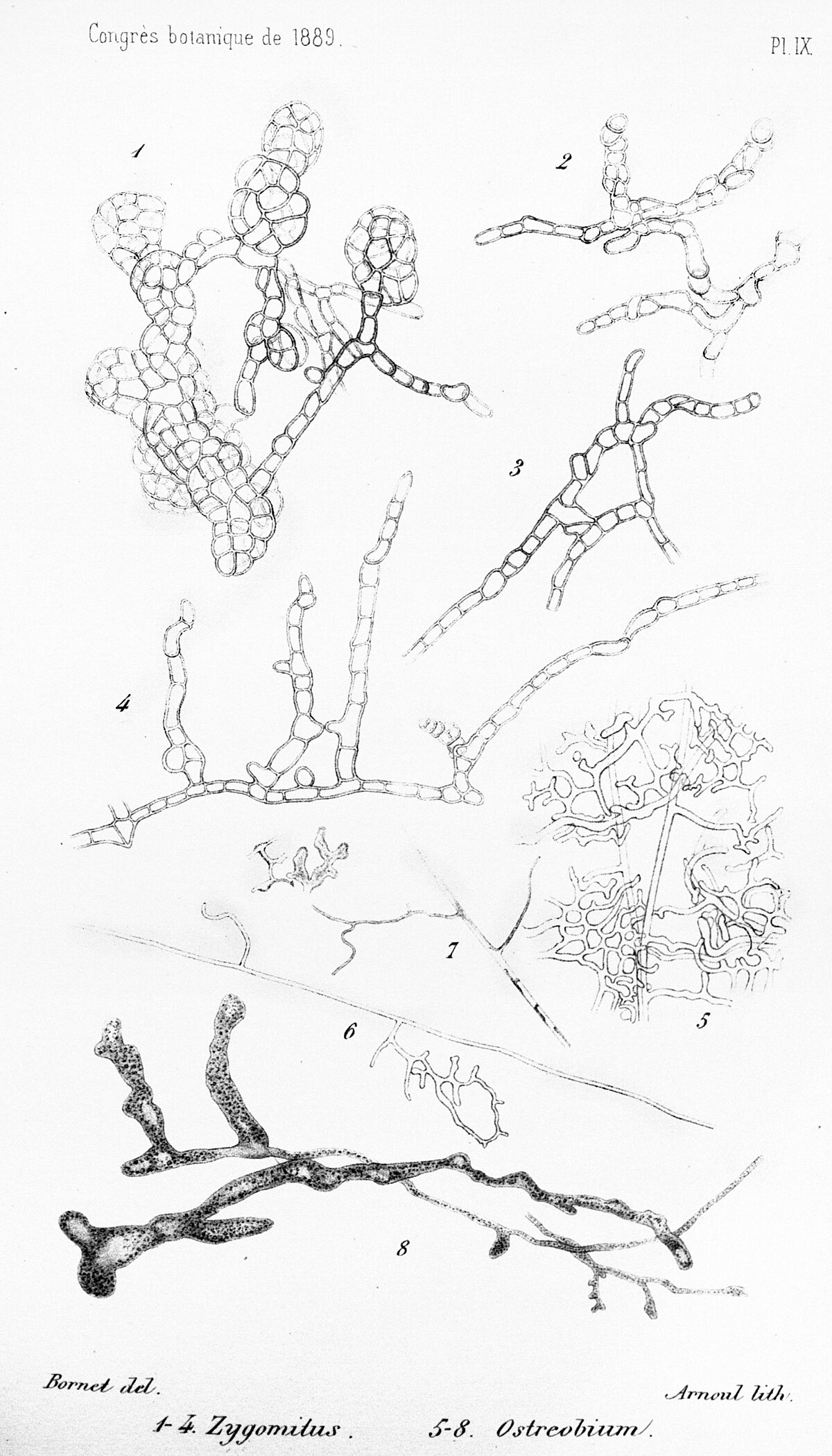 Ostreobium quekettii
