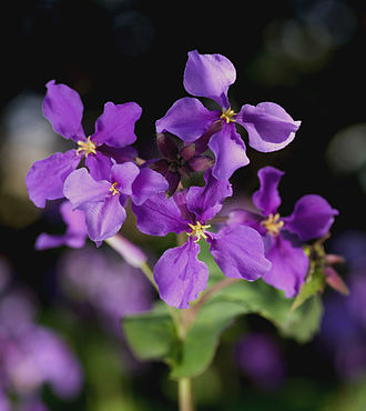 Orychophragmus violaceus
