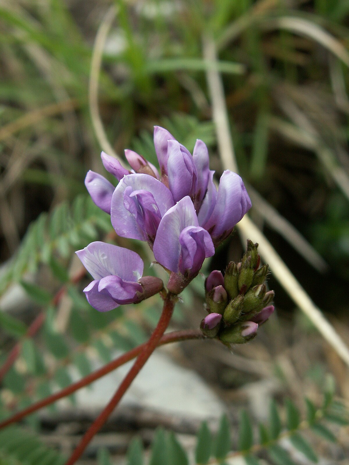 Oxytropis ochrocephala
