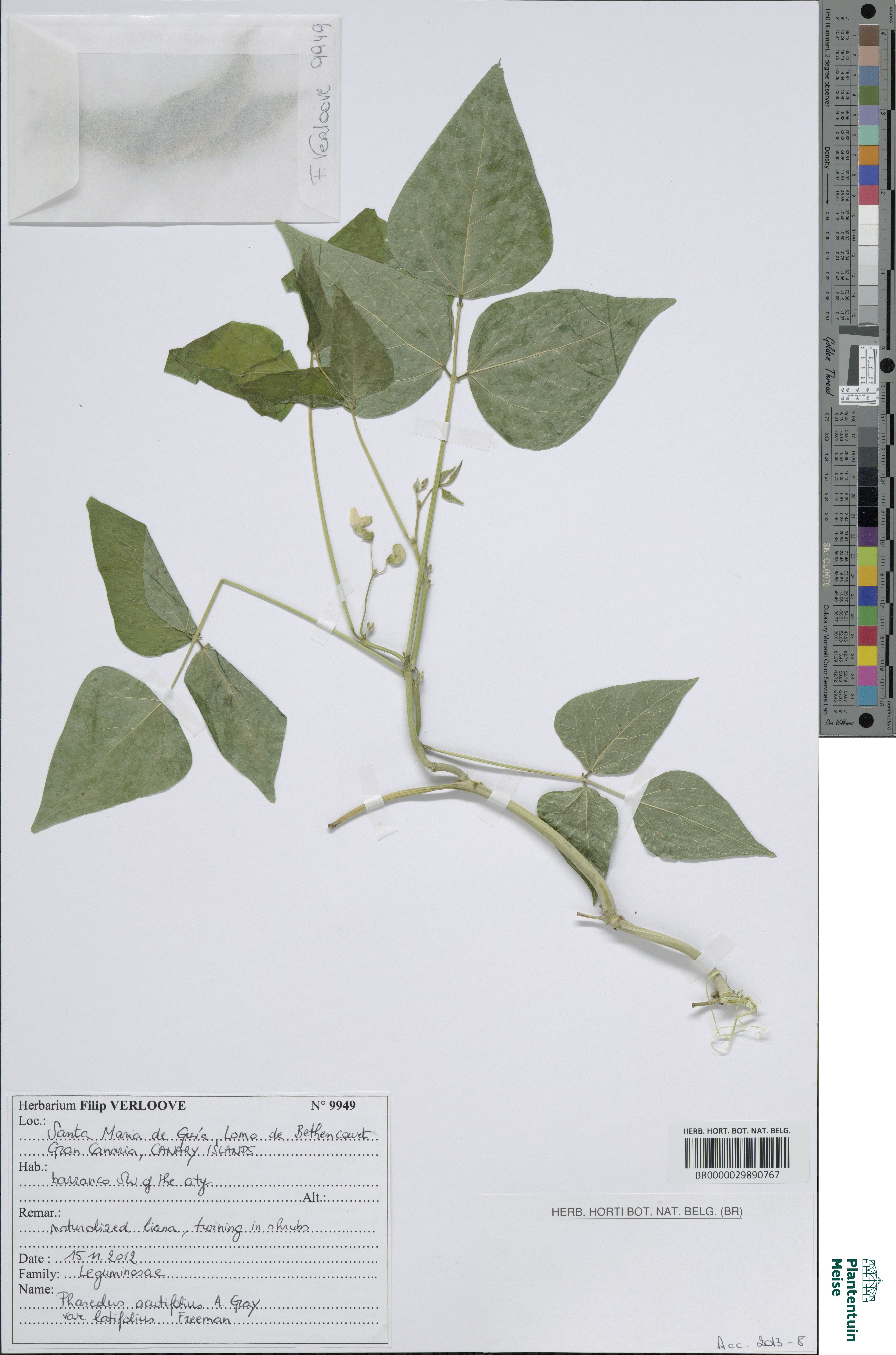 Phaseolus acutifolius