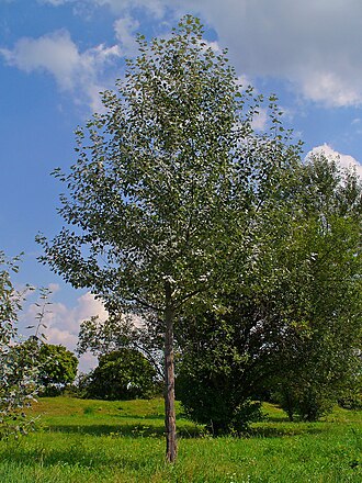 Populus alba