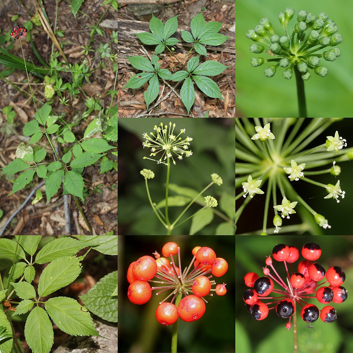 Panax japonicus