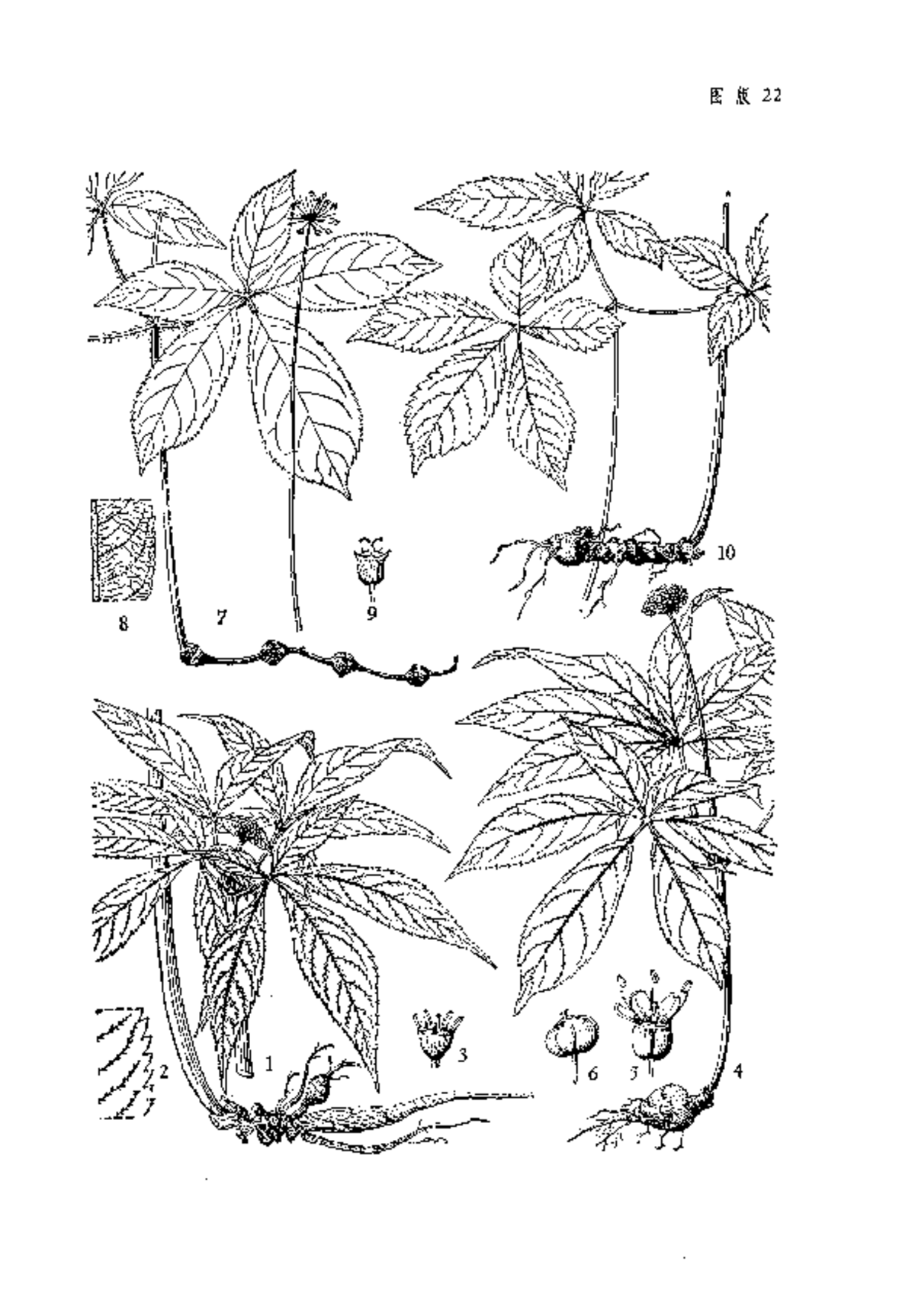 Panax notoginseng